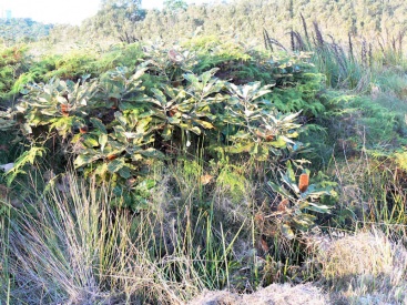 Noosa's Native Plants