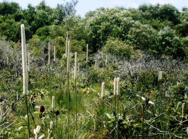 Noosa's Native Plants