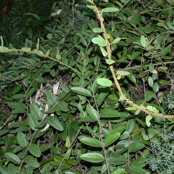 Plant Details - Noosa Native Plants