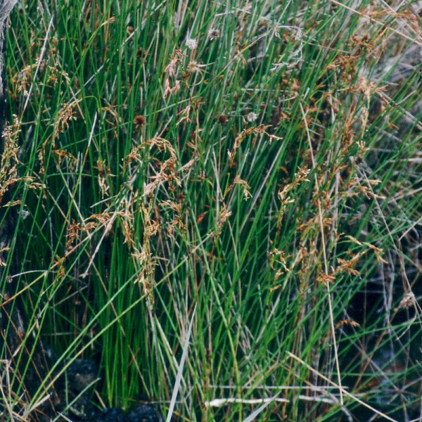 Plant Details - Noosa Native Plants