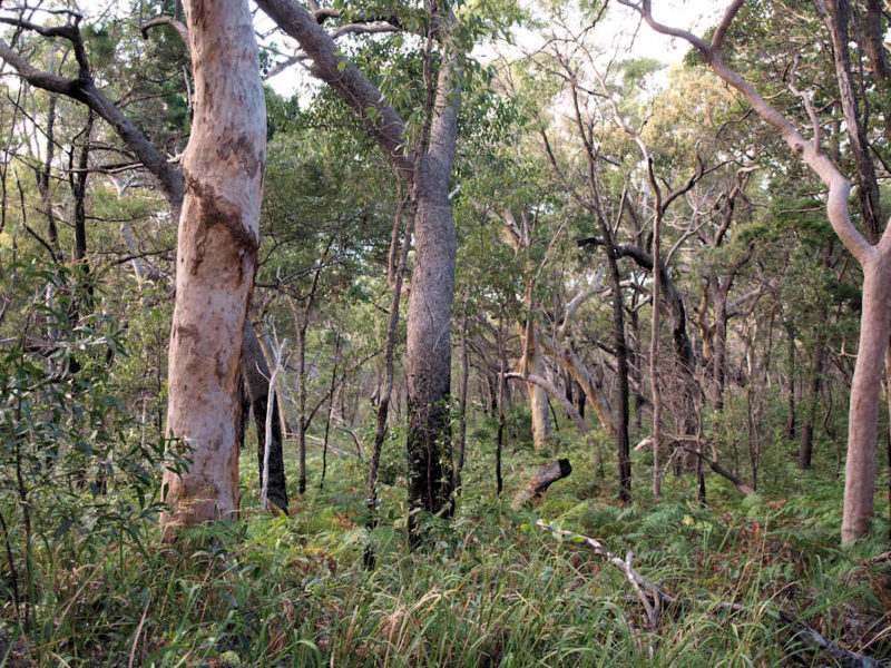 Dry Eucalypt - Noosa Native Plants